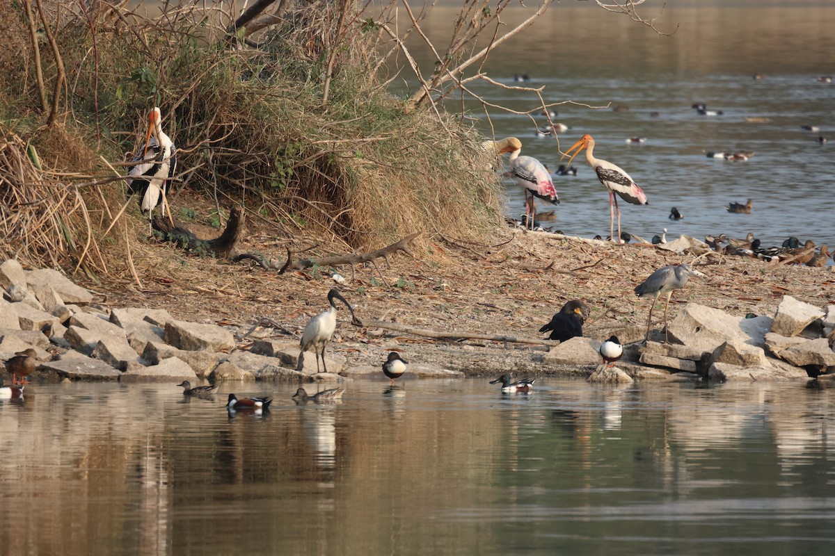 Gray Heron - ML615033090