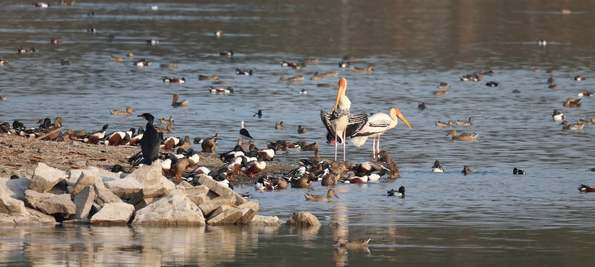 Northern Shoveler - ML615033099