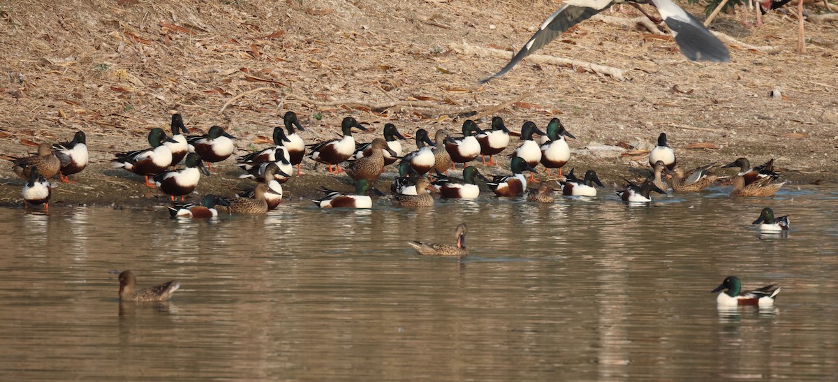 Northern Shoveler - ML615033100