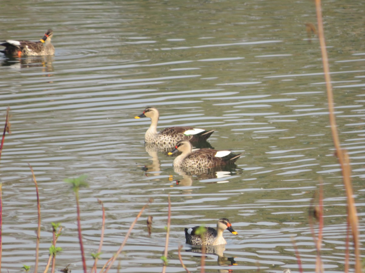 Indian Spot-billed Duck - ML615033101
