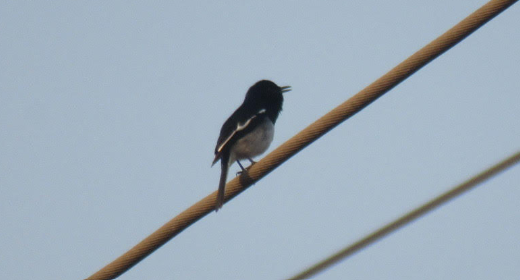 Oriental Magpie-Robin - Kiarra Savla