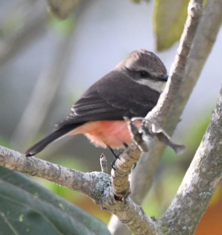 Vermilion Flycatcher - Steve Davis