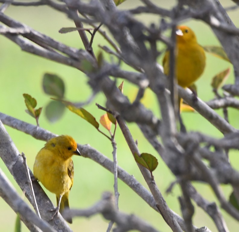 Saffron Finch - ML615033134