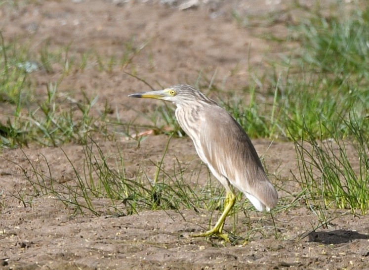 Indian Pond-Heron - ML615033144