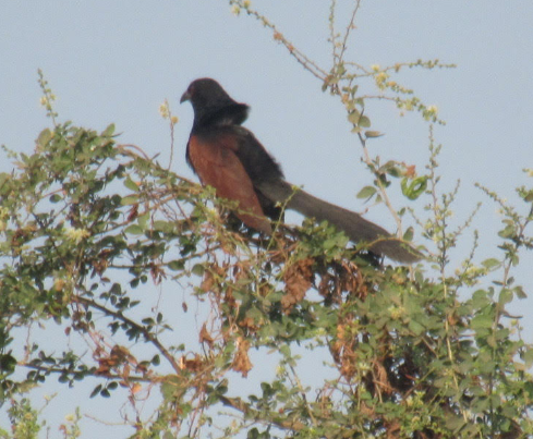 Grand Coucal - ML615033164