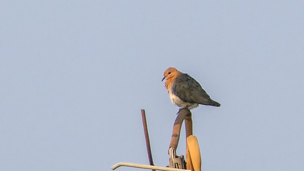 Tórtola Senegalesa - ML615033198