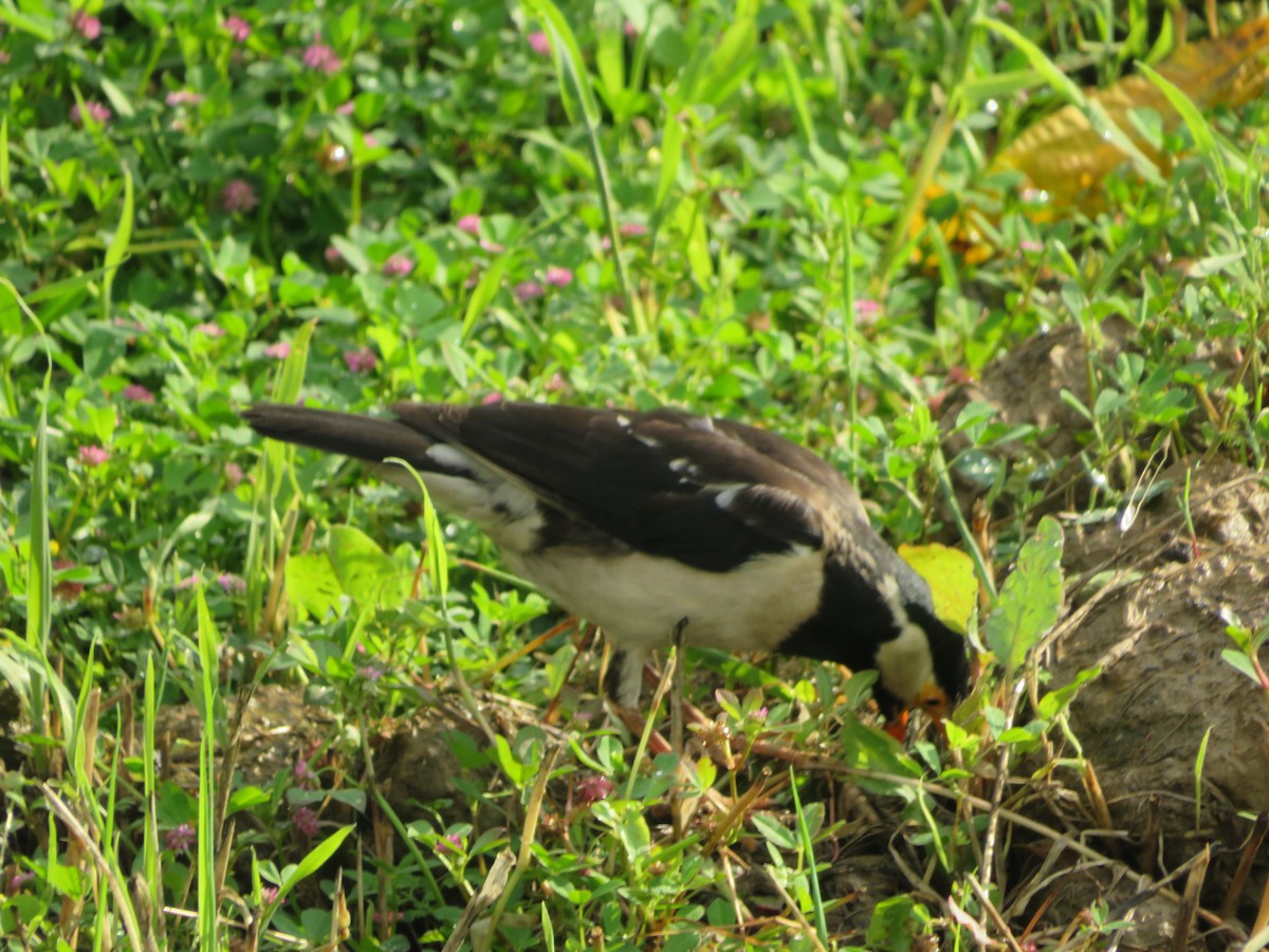Indian Pied Starling - ML615033258