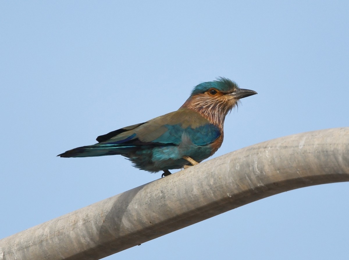 Indian Roller - ML615033260