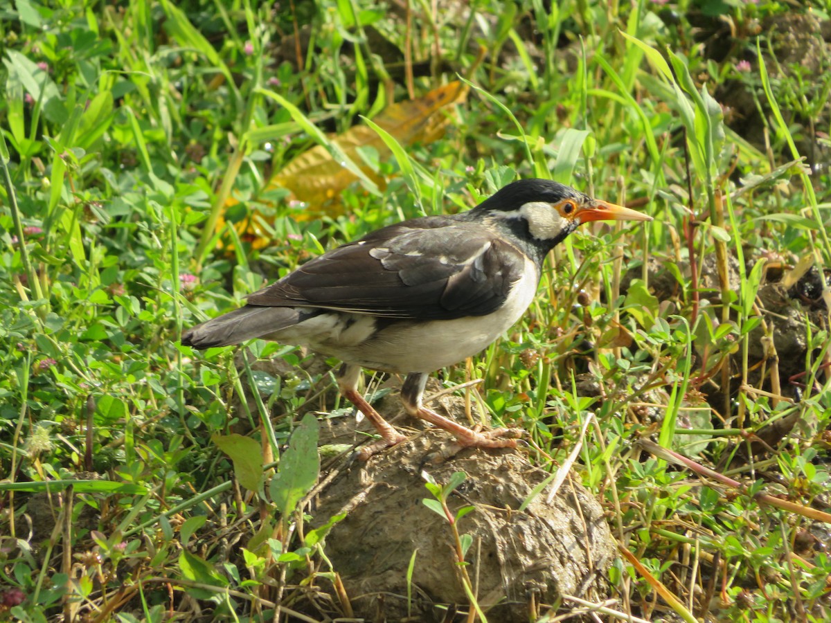 Indian Pied Starling - ML615033268