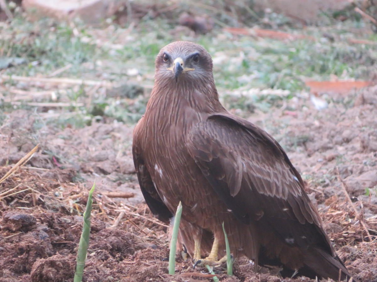 Black Kite - ML615033309