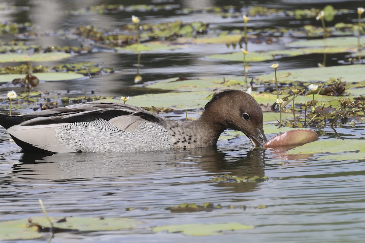 Maned Duck - ML615033367