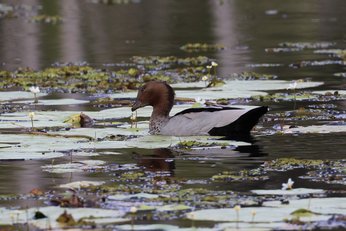 Maned Duck - ML615033399