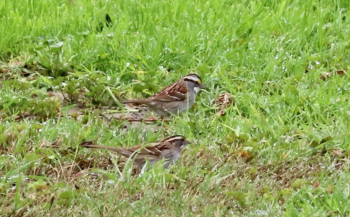 White-throated Sparrow - Petra Clayton