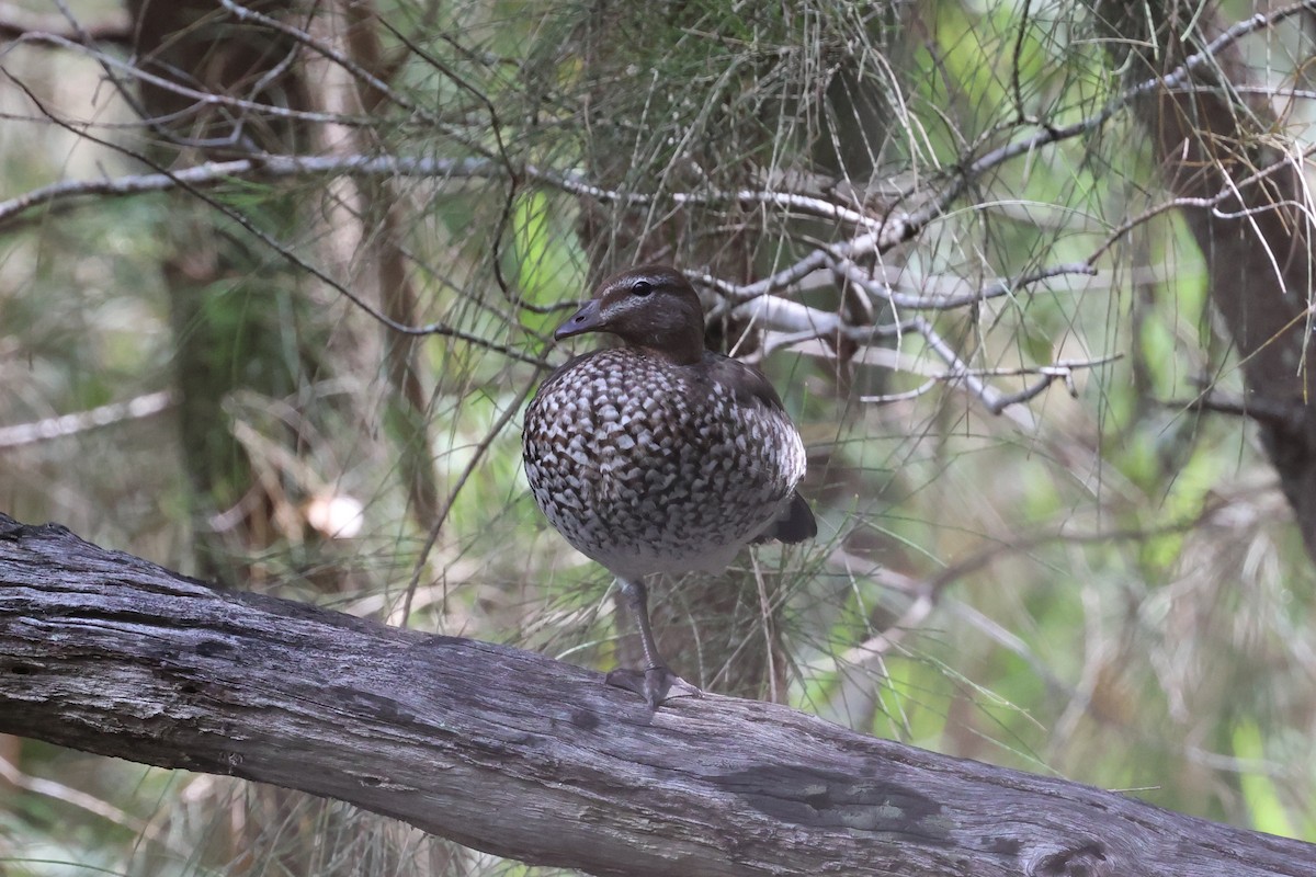 Maned Duck - ML615033431