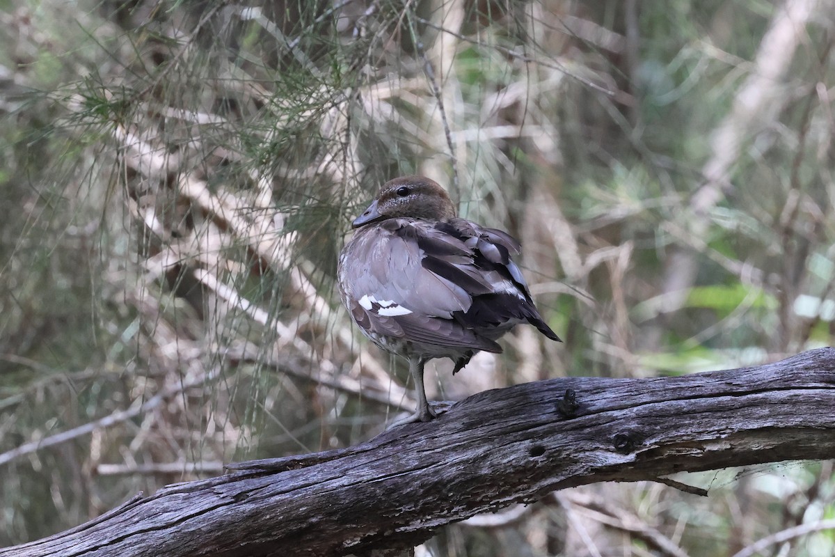 Canard à crinière - ML615033432