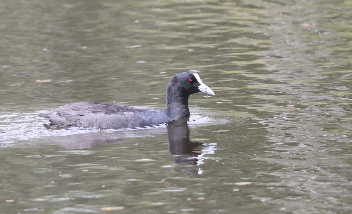 Eurasian Coot - ML615033528