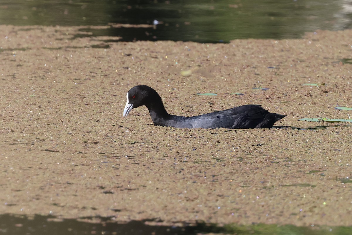 Eurasian Coot - ML615033529