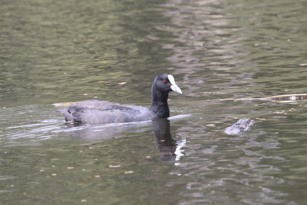 Eurasian Coot - ML615033531