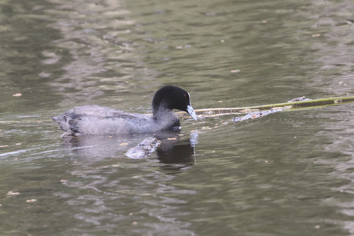 Eurasian Coot - ML615033532