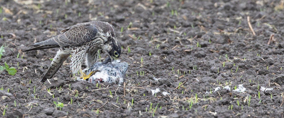 Peregrine Falcon (Eurasian) - Friedemann Arndt