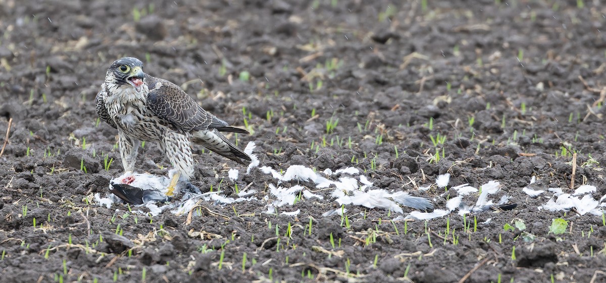 Peregrine Falcon (Eurasian) - Friedemann Arndt