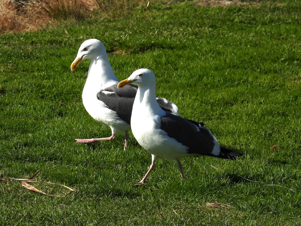 Western Gull - ML615033600