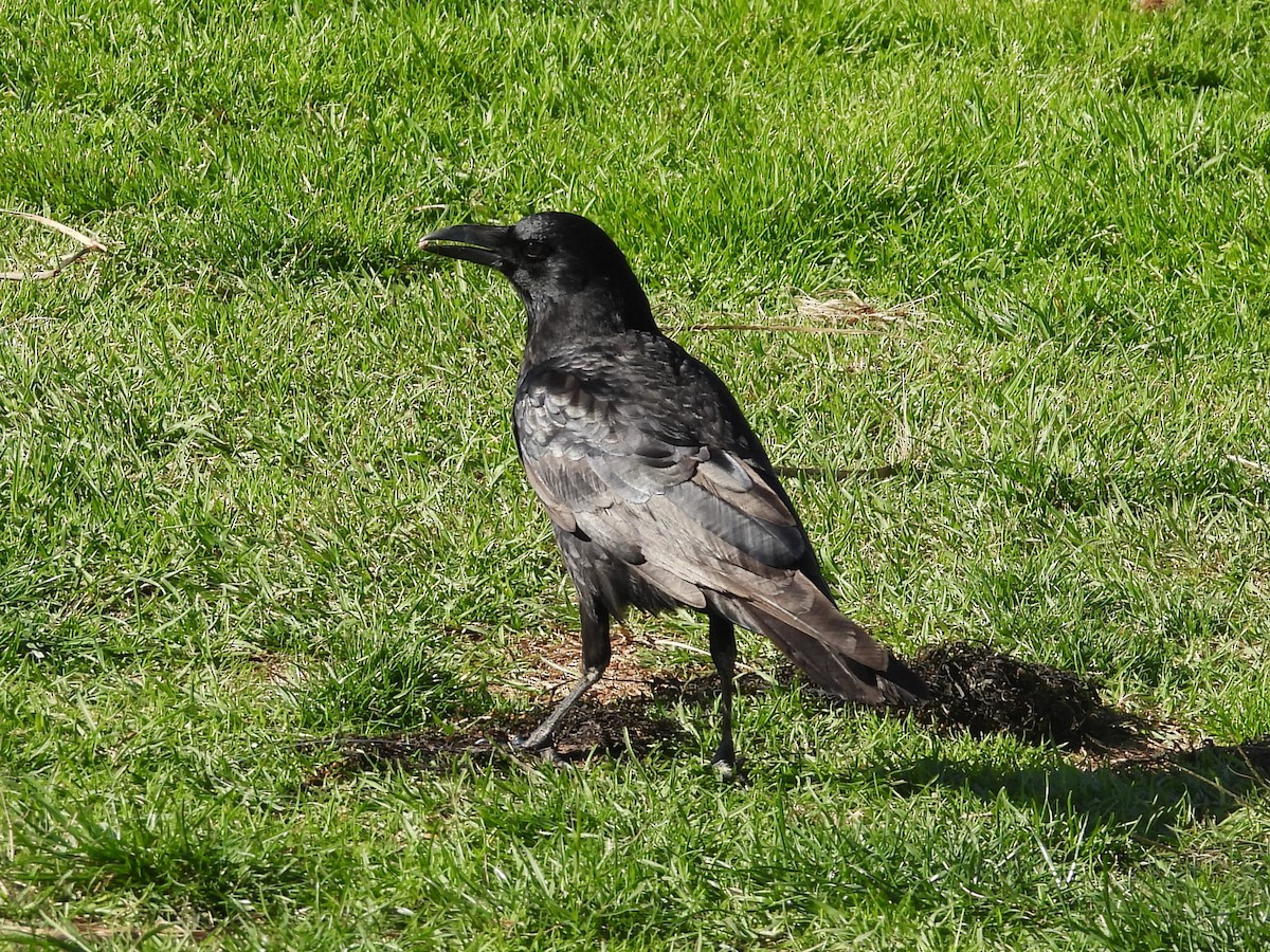 American Crow - ML615033618