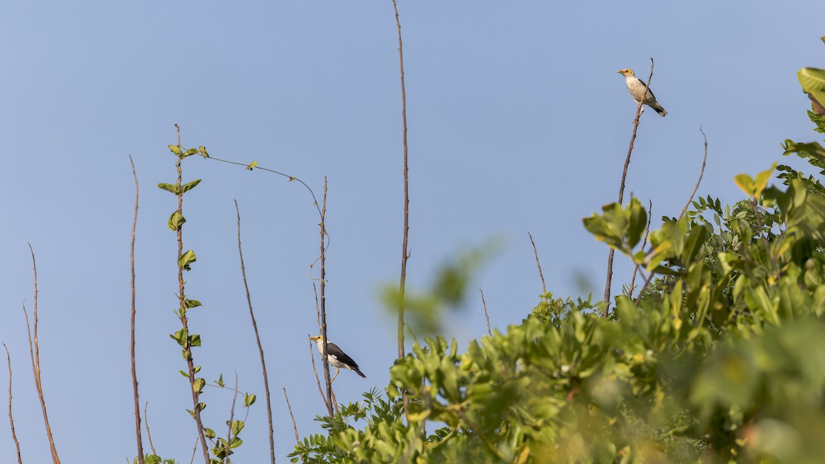 Black-winged Myna - ML615033642