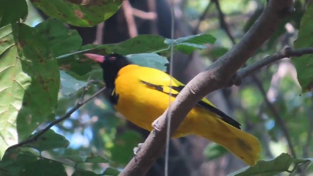 Black-hooded Oriole - ML615033691