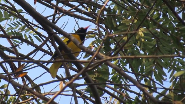 Black-hooded Oriole - ML615033692