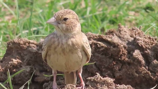 Ashy-crowned Sparrow-Lark - ML615033715