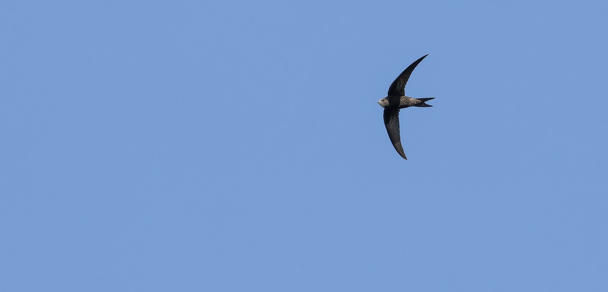 Common Swift - ML615033721