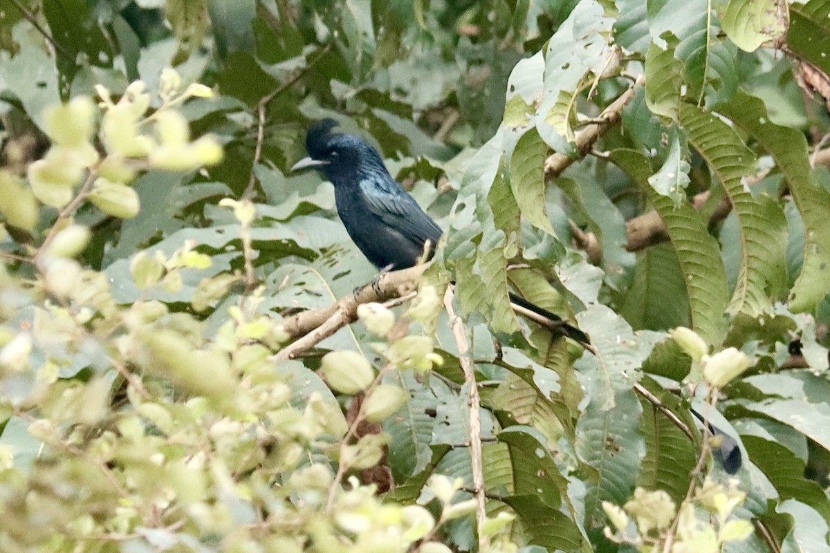 Greater Racket-tailed Drongo - ML615033728