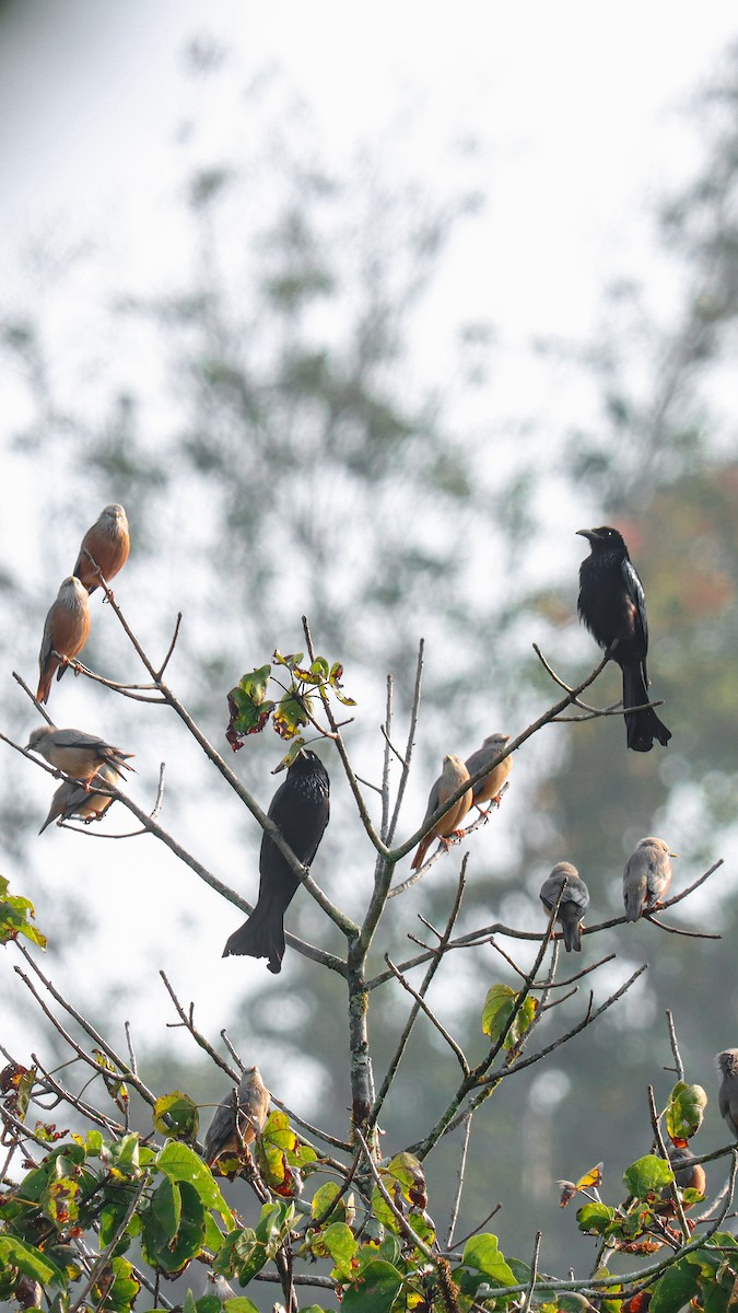 Chestnut-tailed Starling - ML615033741