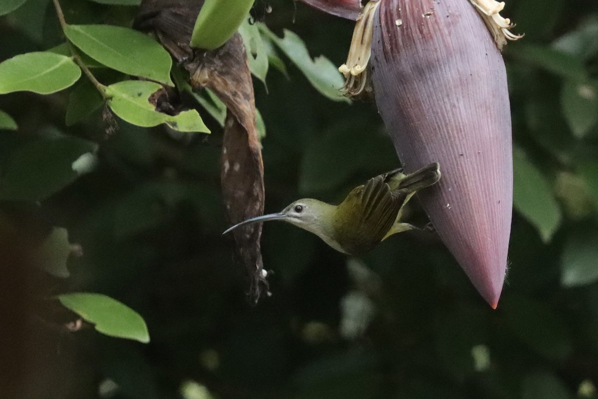 Little Spiderhunter - Amit Bal