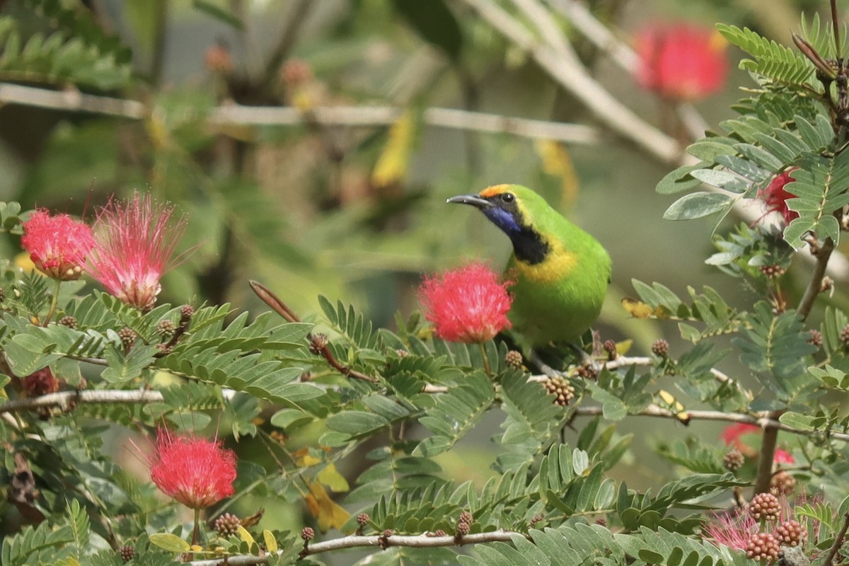 Golden-fronted Leafbird - ML615033754