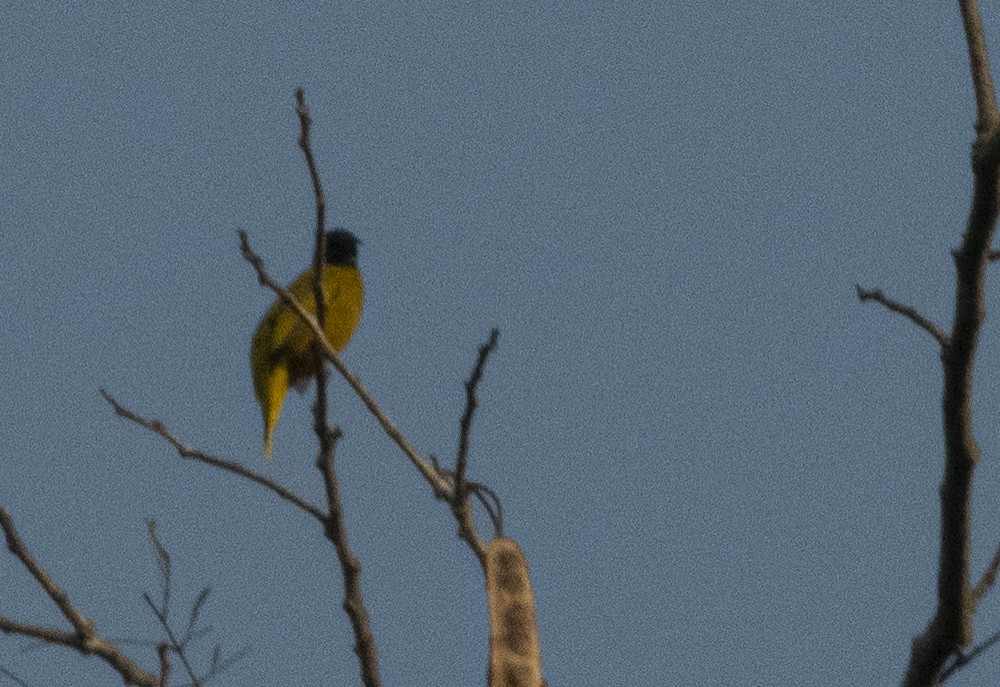 Black-headed Bulbul - ML615033759