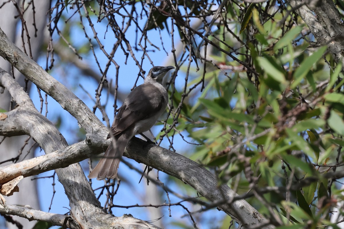 Little Friarbird - Dennis Devers