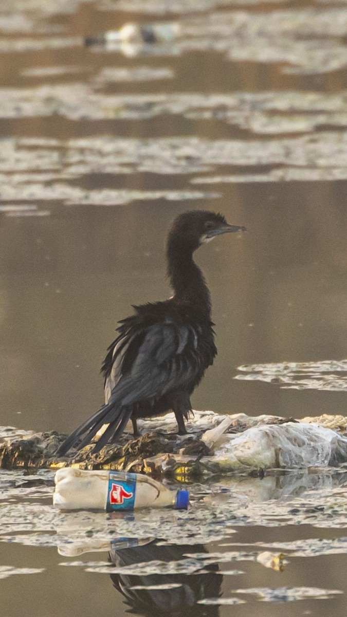 Cormoran à cou brun - ML615033770