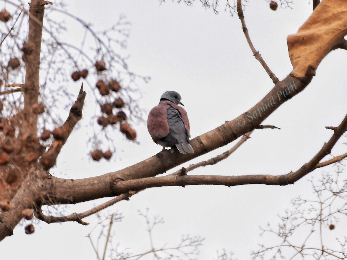 Red Collared-Dove - ML615033773