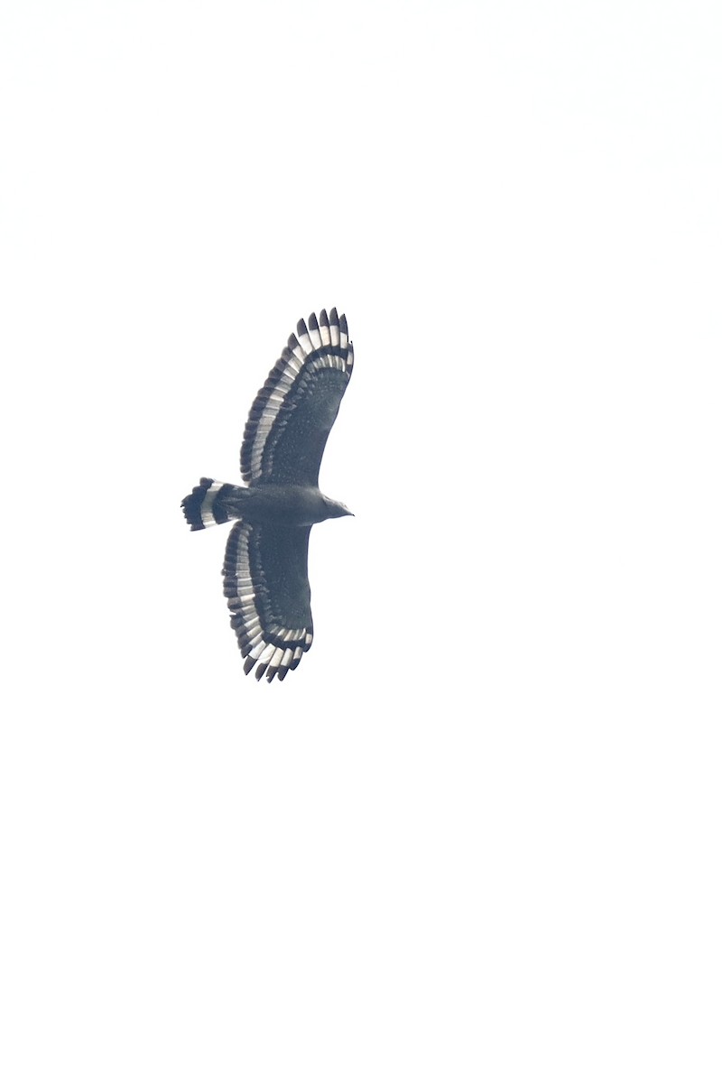 Crested Serpent-Eagle - ML615033785