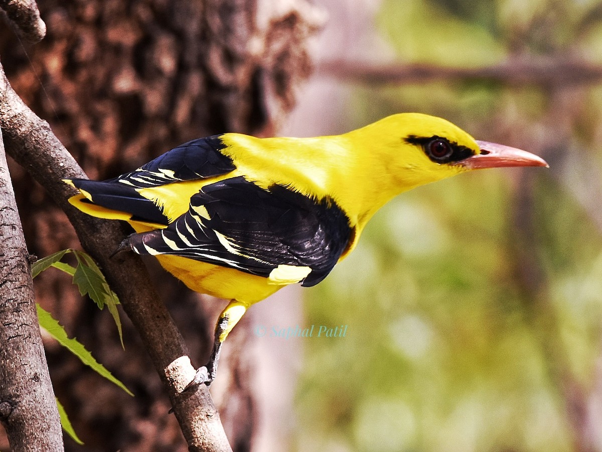 Indian Golden Oriole - ML615033794