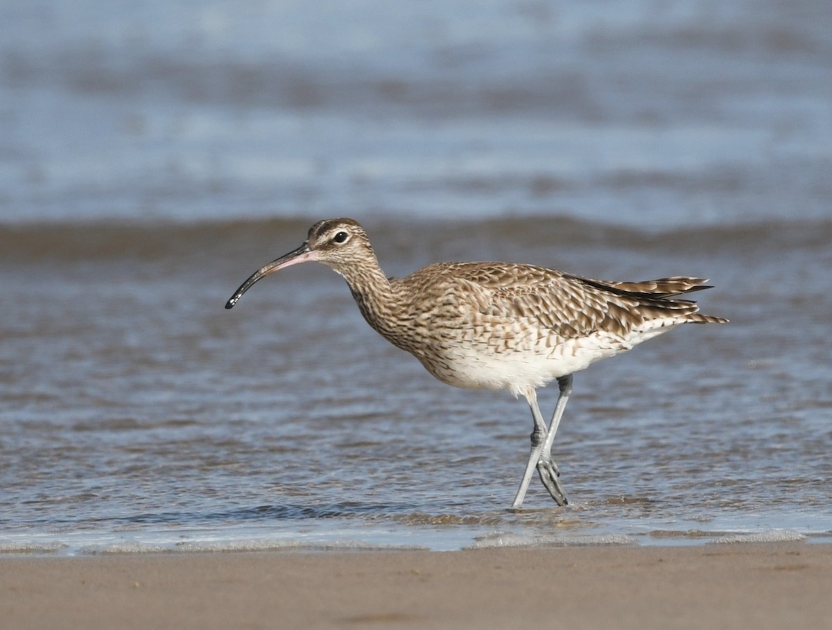 Whimbrel (White-rumped) - ML615033808
