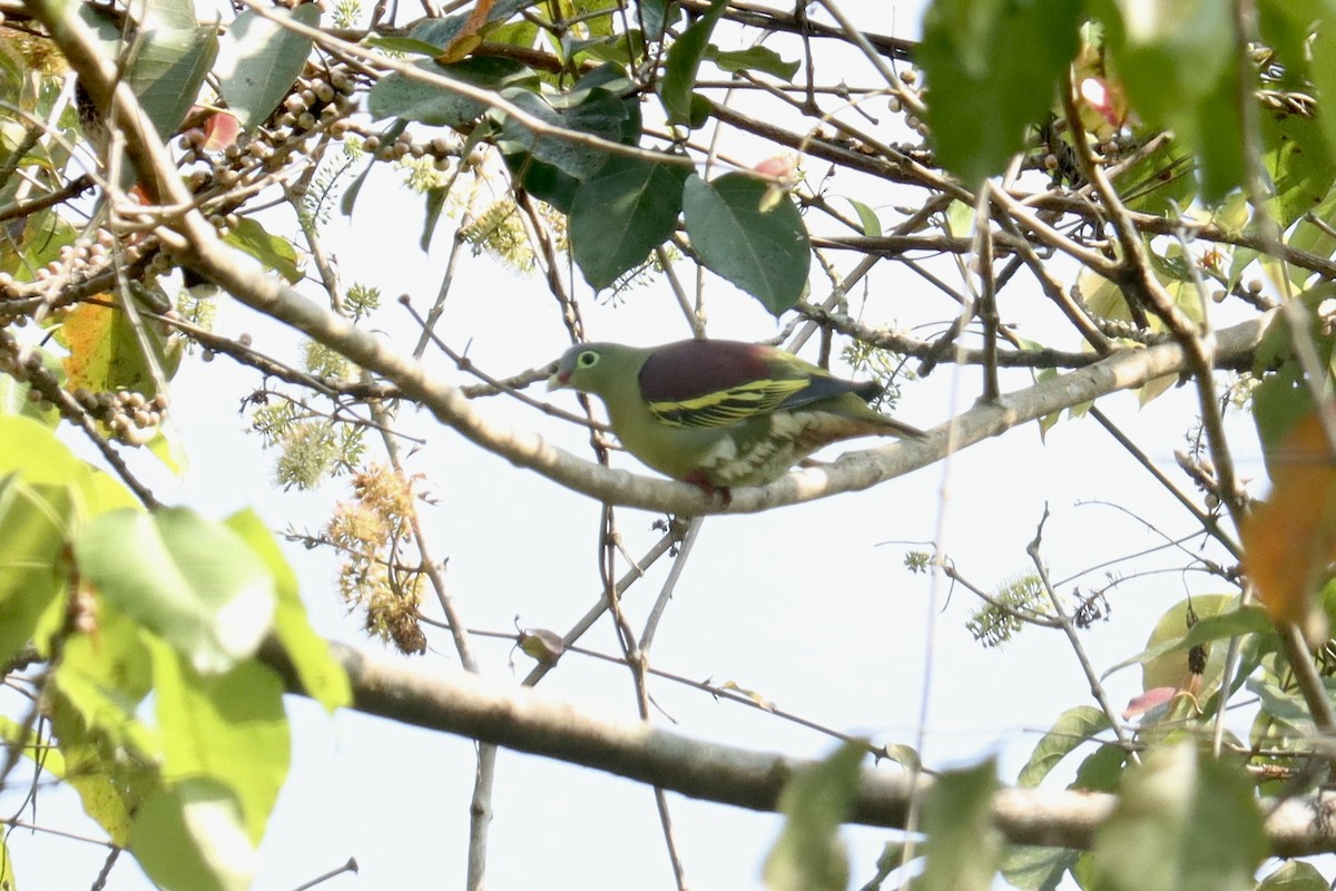 Wedge-tailed Green-Pigeon - ML615033823