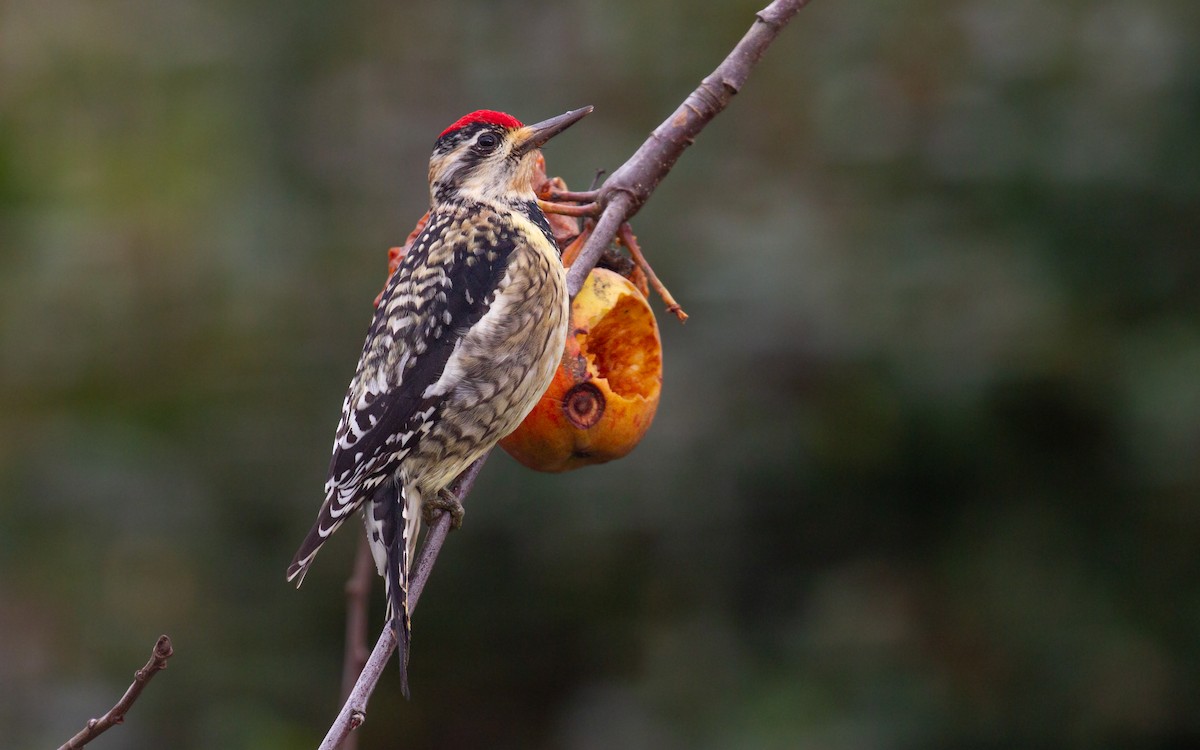 Yellow-bellied Sapsucker - ML615033849