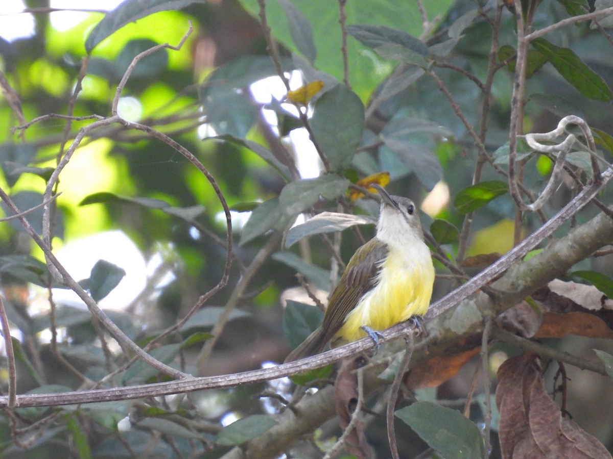 Little Spiderhunter - ML615033851