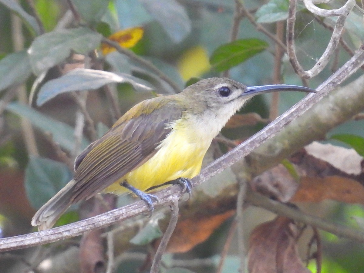 Little Spiderhunter - ML615033854