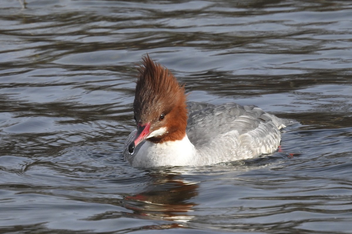 Common Merganser - ML615034032