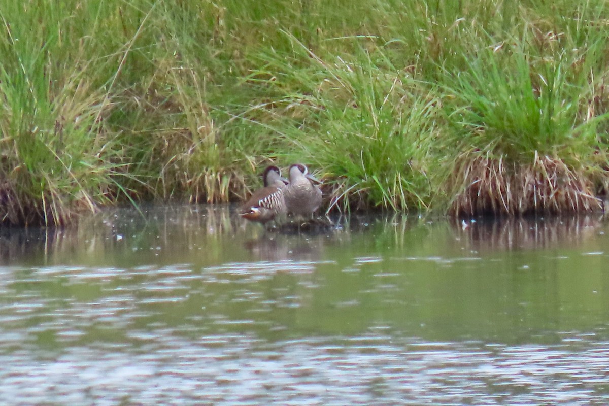 Pink-eared Duck - ML615034048