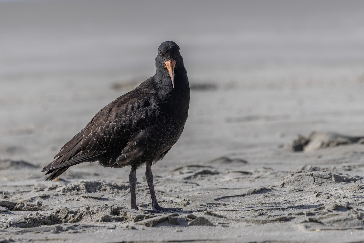 Variable Oystercatcher - ML615034124